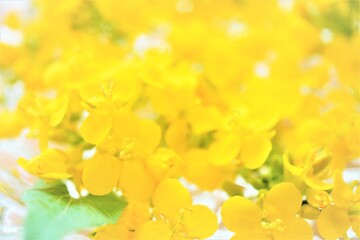 黄色いセイヨウアブラナの花を水に浮かべたフローティングフラワーのインテリアのアップ	