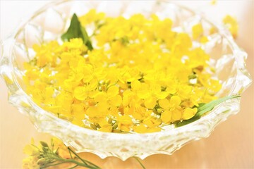 黄色いたくさんの菜花のフローティングフラワーのアップ