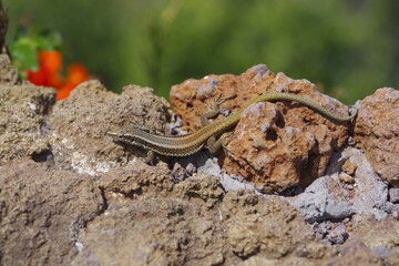 lizard on the rock