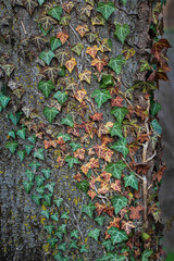 English Ivy (Hedera helix) on tree bark, Italy, Europe.