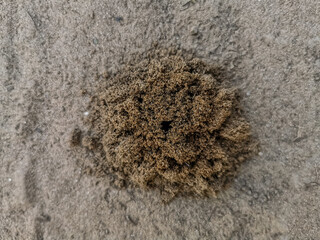 sand with animal inside