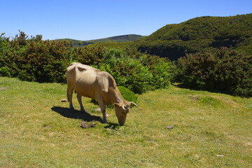 cow in the mountains