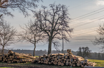 Brennholzlager