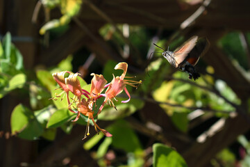 Hummelschw&auml;nzchen