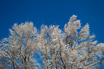 Snowy winter trees