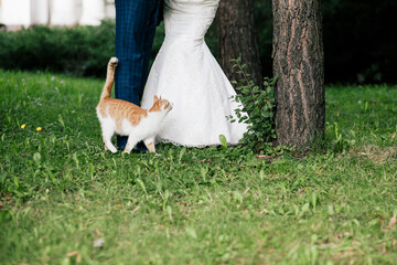 bride and groom walking on grass with cat
