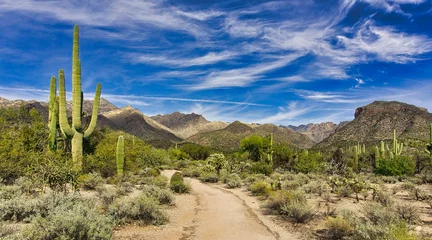 Schilderijen op glas Sabino Canyon-woestijnlandschappen in Tucson, Arizona © Nelson Sirlin
