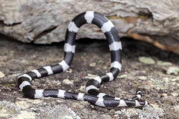 Bandy Bandy Snake displaying body loops as a means of defence.