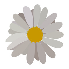 simple flower of blossoming and blooming gray chamomile. Vector Illustration