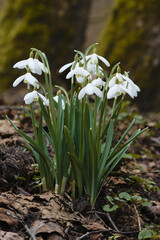 snowdrop flowers in the forest