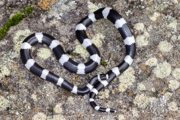 Naklejka premium Bandy Bandy Snake displaying body loops as a means of defence.