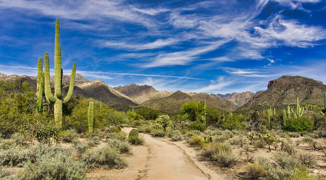 Sabino Canyon Desert Landscapes in Tucson Arizona