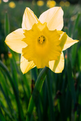 Yellow daffodil flower. Focus on center of the flower. Bokeh effect. Vertical photo.