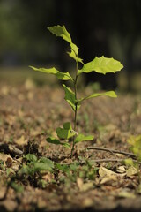 hoja sola