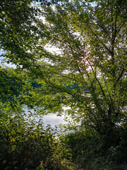 morning at the river