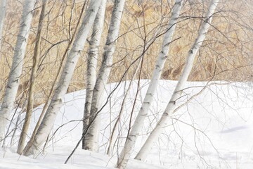 Black and white birch and aspen trees make a natural background texture pattern in forest landscape scene