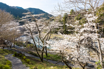 (東京都ｰ風景)青空と御岳苑地のさくら２