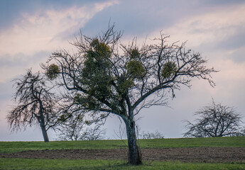 Obstbaum mit vielen Misteln im Frühjahr