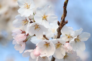 ピンクの花、桜　