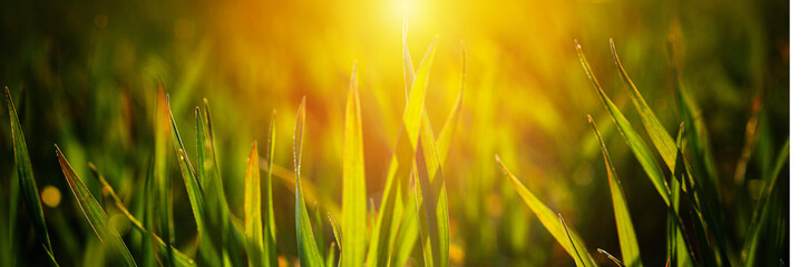 Young wheat seedlings growing on field in black soil. Spring green wheat grows in soil. Close up on sprouting rye on agriculture field in sunny day. Sprouts of rye. Agriculture.