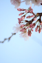 ピンクの花、桜　