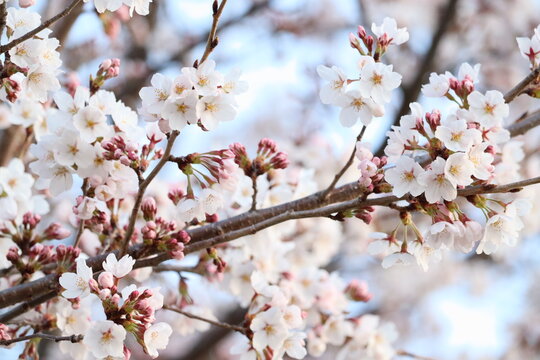 ピンクの花、桜　