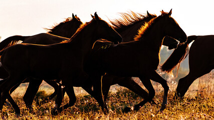 Herd of don horses including  mare and foals running free in the green summer pasture in the early...