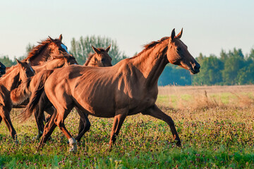 Herd of don horses including  mare and foals running free in the green summer pasture in the early morning. Horses in natural motion.