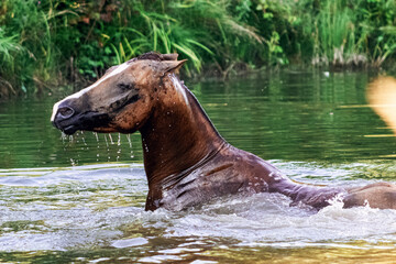 Fototapeta premium Chestnut don breed stallion swimming in the pond in the hot sumer day. Animal portrait. 