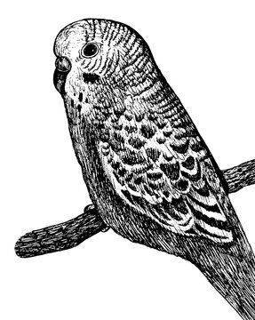 black and white parakeet perched on branch clip art preview