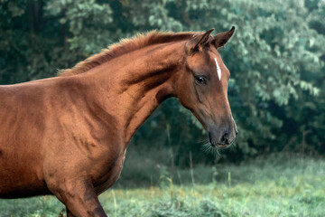 Chestbut russian don breed foal summer portrait against green bushes and trees.