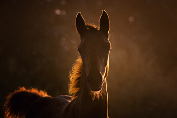 Don breed foal in the soft sunrise sunshine in early morning. Animal portrait.