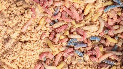 Multicolored maggots for fishing