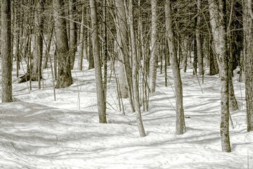 Black and white birch and aspen trees make a natural background texture pattern in forest landscape...