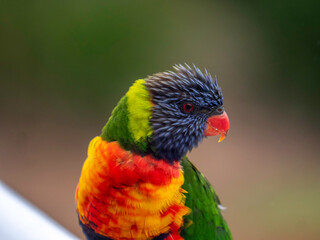 Lorikeet Head On Side