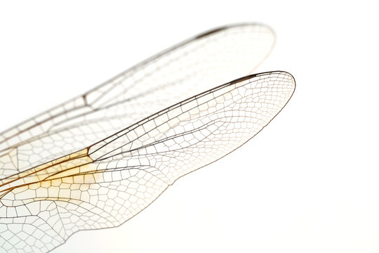 dragonfly,dragonfly wing in high definition on white background, macro