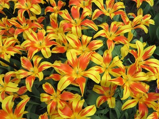 Yellow Tulips with Red Details Display at Keukenhof, Holland