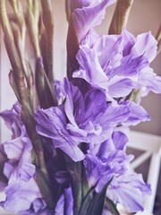 Stylish photo of a violet Gladiolus flowers bouquet.
