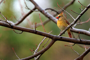 Cardinal on branch
