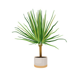 Indoor plant dracaena marginata in a pot for interior decor at home, office, indoor use. Vector illustration isolated on white background. Trendy home decor with plants, urban jungle. Dracaena.