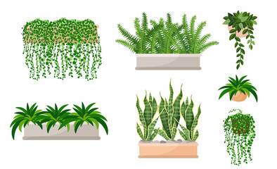 Set of houseplants - nephrolepis, fern, succulent, sansevieria, chlorophytum, hanging plant. Vector illustration isolated on white background. Trendy home decor and indoors with plants, urban jungle.