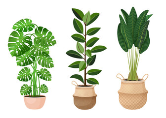 Set of houseplants - monstera,  ficus, ravenala palm, rubber plant, pipal. Vector illustration isolated on white background. Trendy home decor and indoors with plants, urban jungle.