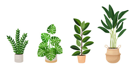Fototapeta na wymiar Set of houseplants - monstera, ficus, ravenala palm, rubber plant, pipal, zamioculcas. Vector illustration isolated on white background. Trendy home decor and indoors with plants, urban jungle.