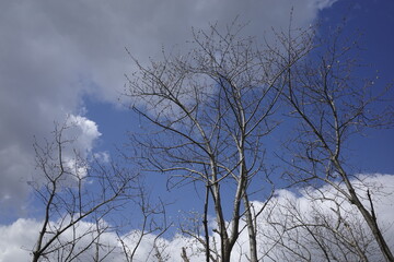 Tree in an urban park