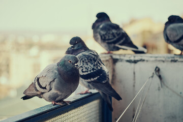 Pigeons standing on a high up terrace fence