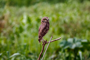 Owl Athene cunicularia