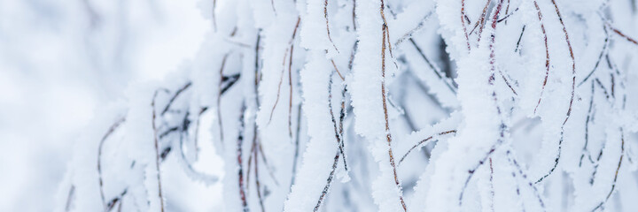 Snow and rime ice on the branches of bushes. Beautiful winter background with trees covered with...