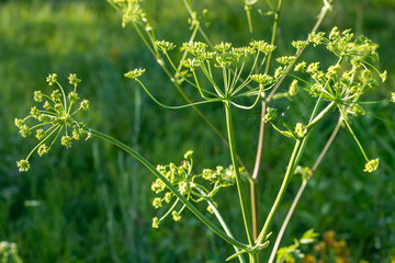 Heracleum sosnowskyi, Sosnowsky's hogweed, giant heads of cow parsnip seeds, a poisonous plant family Apiaceae on a meadow against grass - obrazy, fototapety, plakaty