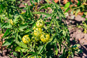 Green unripe tomatoes on the bush in vegetable garden