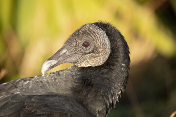 black headed vulture gets a close up on a sunny day in the wetlands